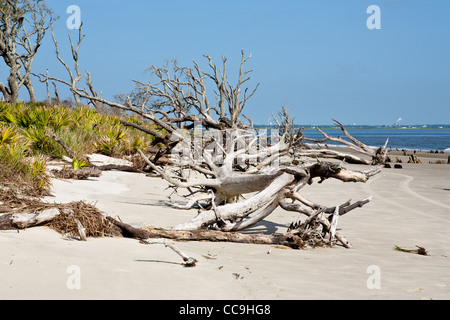 Entwurzelte Bäume im Driftwood Beach auf Jekyll Island, Georgia gefallen Stockfoto