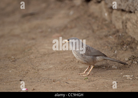 Jungle Babbler (Turdoides Striata) Stockfoto