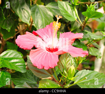 eine rosa Hibiskus Blume, Nahaufnahme Stockfoto