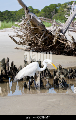 Großer Reiher (Ardea Alba) zu Fuß zwischen den toten Bäumen und Wurzeln Driftwood Beach auf Jekyll Island, Georgia Stockfoto