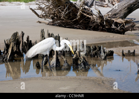 Großer Reiher (Ardea Alba) zu Fuß zwischen den toten Bäumen und Wurzeln Driftwood Beach auf Jekyll Island, Georgia Stockfoto