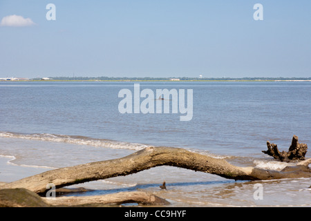 Delphin Verstöße gegen die Oberfläche des Wassers vor Driftwood Beach auf Jekyll Island, Georgia Stockfoto