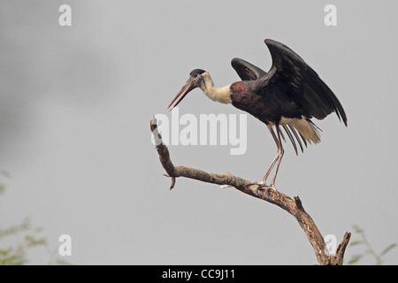 Wollig-necked Storch (Ciconia Episcopus) Stockfoto