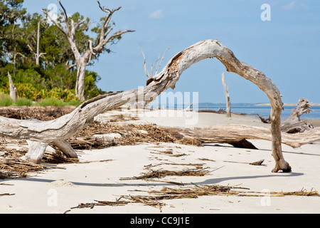 Entwurzelte Bäume im Driftwood Beach auf Jekyll Island, Georgia gefallen Stockfoto