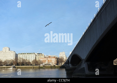 Eine Möwe fliegt in der Nähe von Waterloo Bridge, da es über die Themse, South Bank, Damm erstreckt. Stockfoto