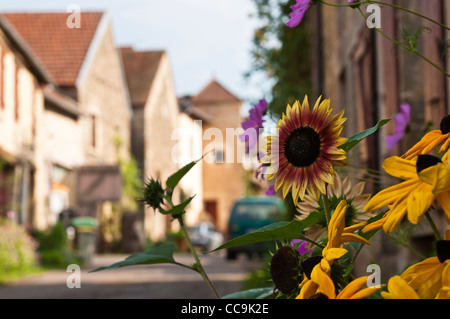 Sonnenblumen im Vorgarten eines Cottage in mittelalterlichen Hill Top Dorf von Châteauneuf-En-Auxois, Cote d ' or, Bourgogne, Stockfoto