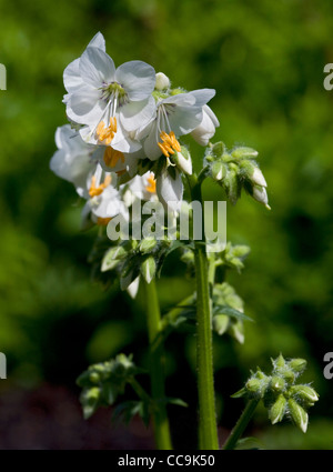 Polemonium Caeruleum Album (Jakobsleiter) Stockfoto