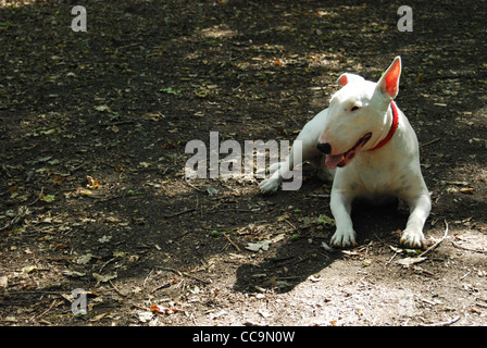 Englischer Bullterrier im Wald Stockfoto