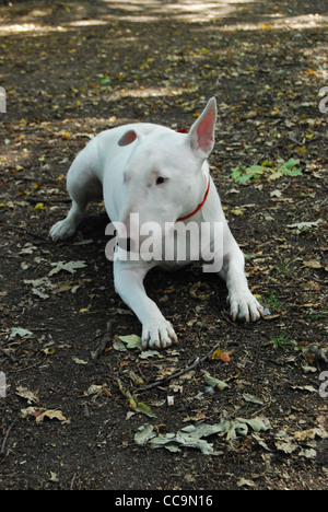 Englischer Bullterrier im Wald Stockfoto