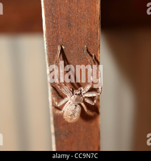 Eine Style-Spinne sitzt auf einem Unterzug in Western Australia, Australien. Stockfoto