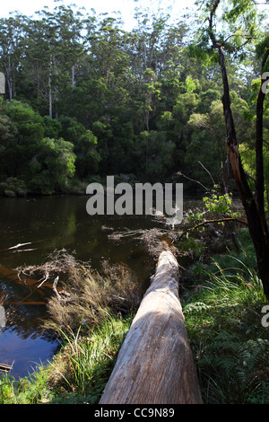 Suche entlang einen umgestürzten Karri Baum im Warren National Park, Western Australia. Stockfoto