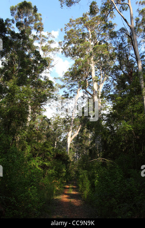 Weg durch Karri-Wald im Warren National Park, Western Australia Stockfoto