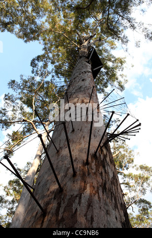 Metall Wirbel Spirale um den Dave Evans Bicentennial Baum im Warren National Park, Western Australia. Stockfoto