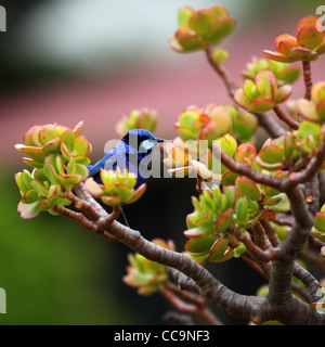 Eine wunderschöne Fee Wren (Malurus Splendens) in Pemberton, Western Australia, Australien. Stockfoto