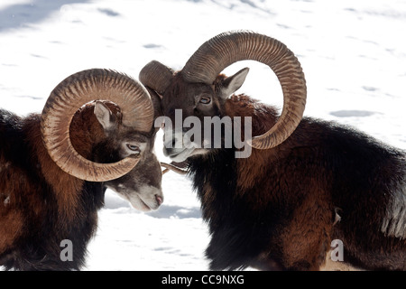 Bekämpfung der Mufflon (Ovis Orientalis Musimon) Stockfoto