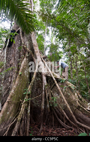 Pacaya Samiria National Reserve, Peru. Ein Kapok Kletterbaum genannt Arbol de Lupuna. Stockfoto