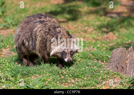 Marderhund (Nyctereutes Procyonoides) Stockfoto