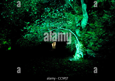 "Verzauberte Weihnachten" Event im Westonbirt Arboretum, Gloucestershire UK Stockfoto