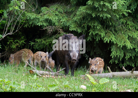 Wildschwein (Sus Scrofa) Stockfoto