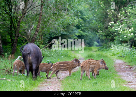 Wildschweine (Sus Scrofa) Stockfoto