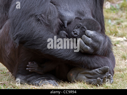 Junge Flachlandgorilla (Gorilla Gorilla Gorilla) Stockfoto