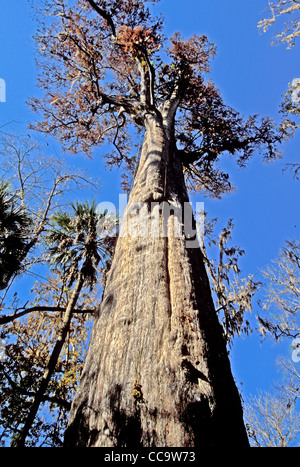 Der Senator, 3500 Jahre alte Zypresse, die weltweit älteste Zypressen und Welt das fünfte älteste Baum, Big Tree Park Longwood, FL Stockfoto