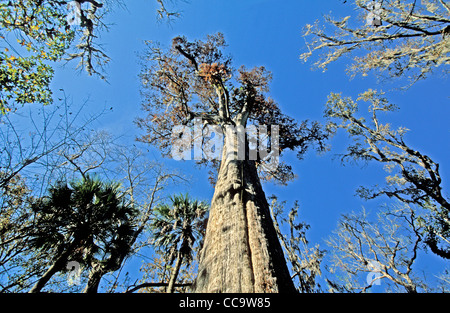 Der Senator, 3500 Jahre alte Zypresse, die weltweit älteste Zypressen und Welt das fünfte älteste Baum, Big Tree Park Longwood, FL Stockfoto