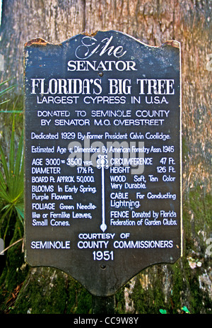 Der Senator, 3500 Jahre alte Zypresse, die weltweit älteste Zypressen und Welt das fünfte älteste Baum, Big Tree Park Longwood, FL Stockfoto