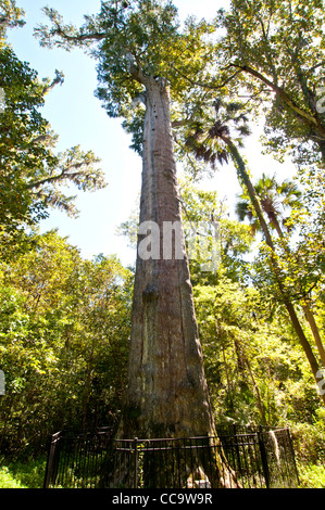 Der Senator, 3500 Jahre alte Zypresse, die weltweit älteste Zypressen und Welt das fünfte älteste Baum, Big Tree Park Longwood, FL Stockfoto