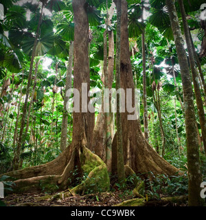 Regenwald Baum Riesen Daintree Regenwald Cooper Creek, Daintree Regenwald, Queensland, Australien Stockfoto