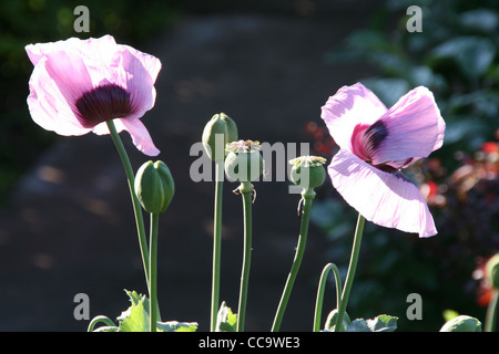 Lila Blume Mohnköpfen mit Samenkapseln im Sonnenlicht Stockfoto