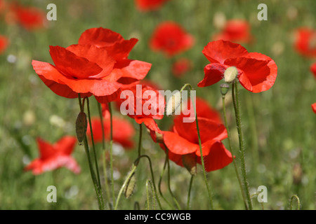 Mohn Blumen im Feld bei Blackstone in der Nähe von Bewdley Worcestershire mit Blütenknospen und kleinen Spinne unter Blume Stockfoto