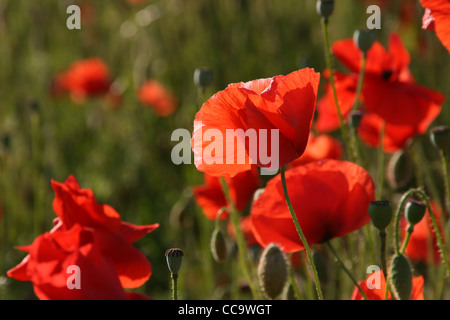 Mohn Blumen Hintergrundbeleuchtung durch Sonnenlicht zeigt die Struktur der Blätter und Samen leitet. Stockfoto