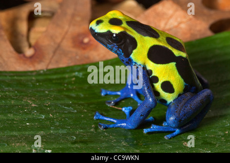 Deying poison dart Frog, Dendrobates tinctorius, Amazonas Regenwald Suriname. Einen schönen blauen giftige tropischen Dschungel Tier. Stockfoto