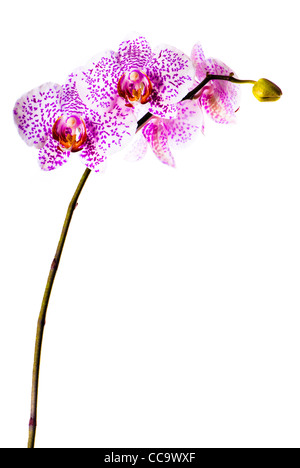 Phalaenopsis Orchideen isoliert auf weißem Hintergrund. Stockfoto