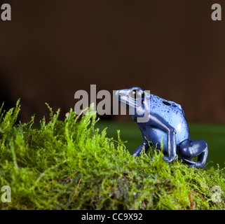 Blauer Pfeilgiftfrosch der Amazonas-Regenwald im Dschungel Terrarium tropischen exotischen Heimtier Stockfoto