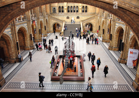 Dinosaurier-Skelett in Central Hall im Natural History Museum, Cromwell Road, Kensington, Greater London, England, Vereinigtes Königreich Stockfoto