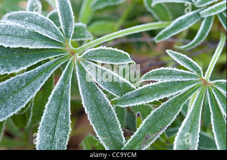 Am frühen Morgen Winterfrost auf Helleborus beschreibt die Kanten und Struktur Blatt Blätter Stockfoto