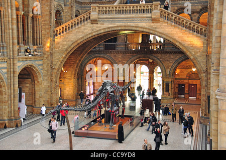 Dinosaurier-Skelett in Central Hall im Natural History Museum, Cromwell Road, Kensington, Greater London, England, Vereinigtes Königreich Stockfoto