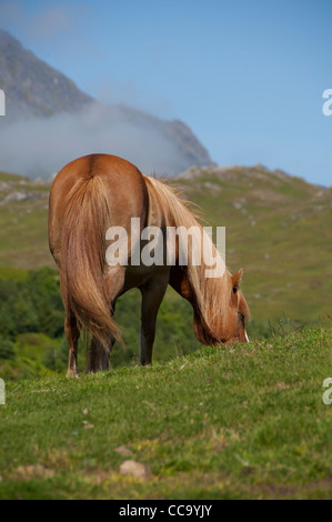 Norwegen, Nordland, lofoten Archipel, borgelva. "Fjord Pferd" in Weiden, besondere Rasse der norwegischen Pferd. Stockfoto