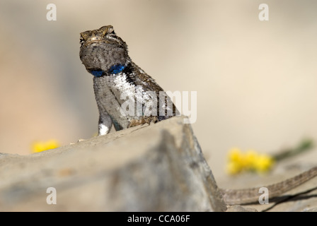 Männliche südwestlichen Zaun-Eidechse,(Sceloporus cowlesi), Cedro Creek, Sandia Berge, Bernalillio County, New Mexico, USA. Stockfoto