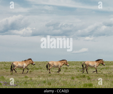Przewalski Pferde (Equus Ferus Przewalskii) Stockfoto