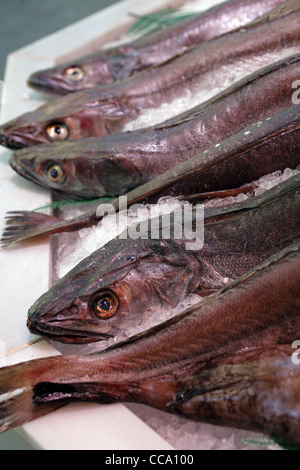 Frische Seehecht zum Verkauf auf dem Markt in Madrid, Spanien Stockfoto