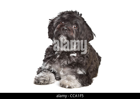 kleine schwarze Boomer Hund vor einem weißen Hintergrund Stockfoto