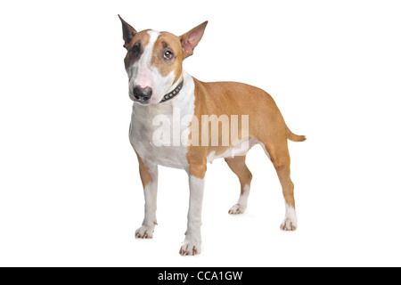 Bull Terrier vor einem weißen Hintergrund Stockfoto