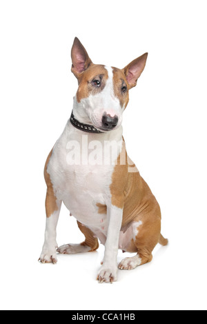 Bull Terrier vor einem weißen Hintergrund Stockfoto
