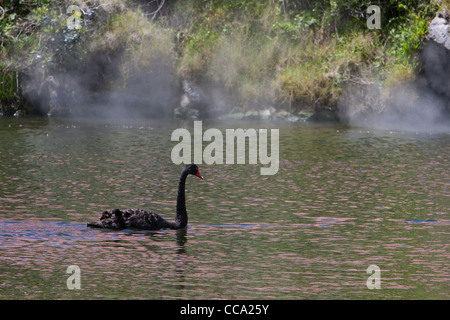 Ohinemutu Dorf, Lake Rotorua. Schwarzer Schwan, Dampf aus Thermalquellen im Hintergrund steigt. Stockfoto