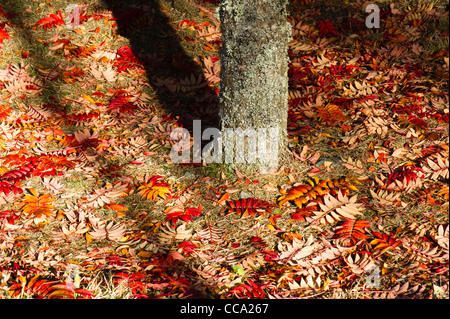 Eberesche (Sorbus) Blätter liegen auf dem Boden unter einem Baum im Herbst. Stockfoto