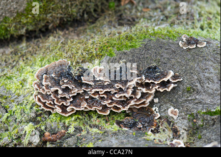 Viele Zonen Polypore Pilz oder Türkei Tails (gemeinsame Klammer Pilz) wächst auf moosbewachsenen Totholz in Schottland, Großbritannien. Stockfoto