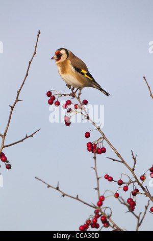 einzelne Stieglitz Zuchtjahr Zuchtjahr thront auf Weißdornbeeren vor blauem Himmel Stockfoto